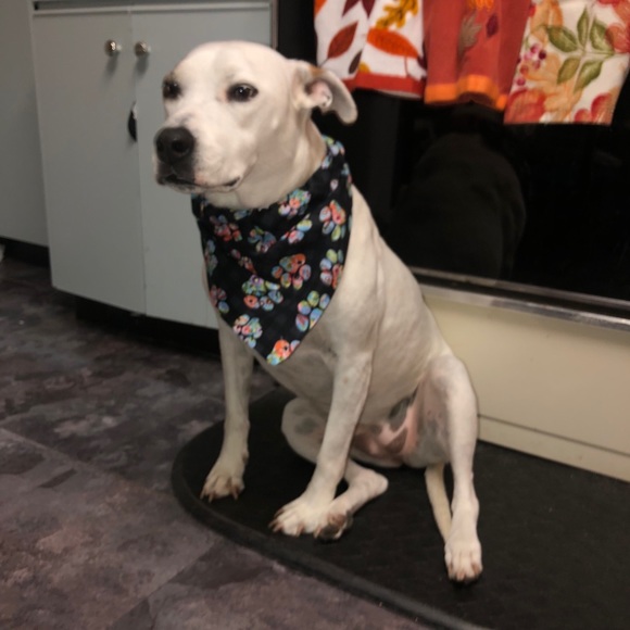 Dog or cat scarfs scarfs for over the collars - Picture 10 of 10